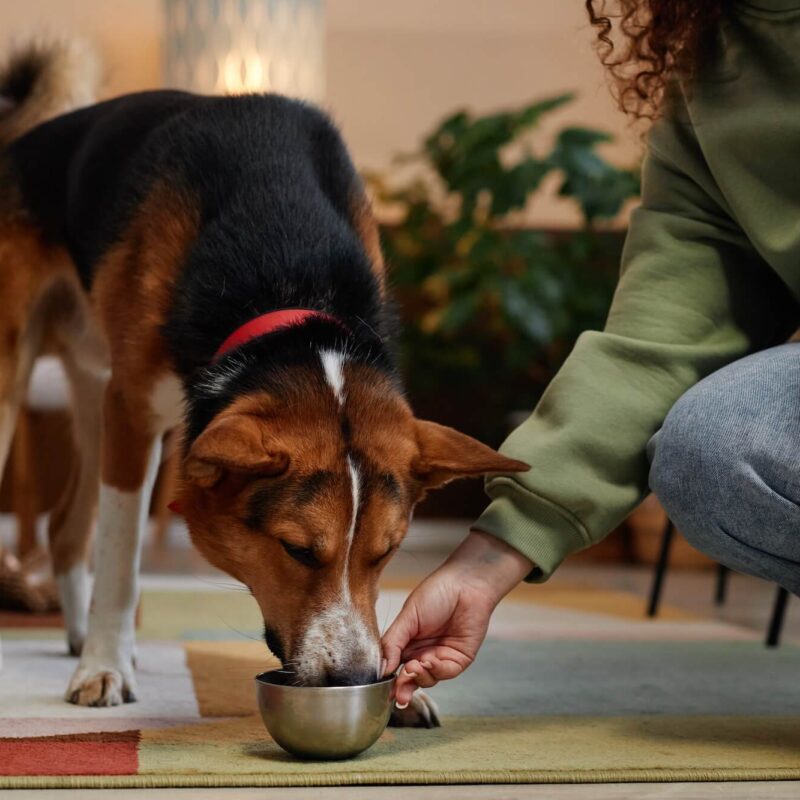 Plant Protein Flours